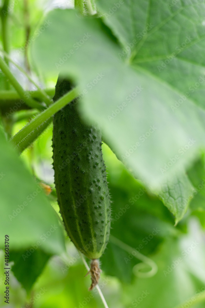 Cucumbers grow on a bed in a greenhouse