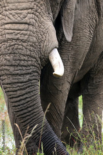 elephants © Kendal