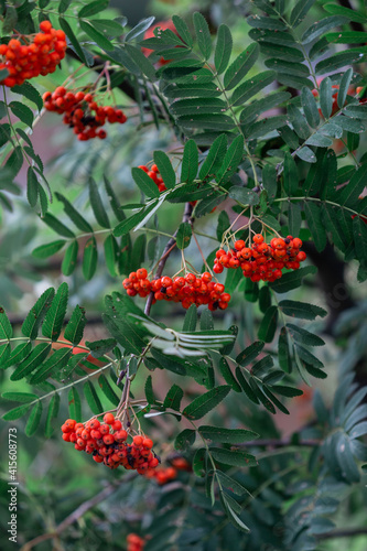 Beautiful clusters of mountain ash. photo