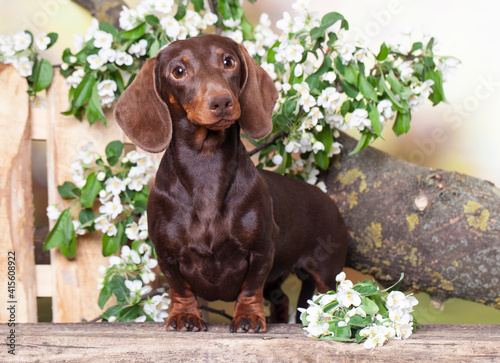 Dog dachshunds and flowers spring jasmine, dog portrait
