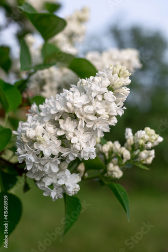 Branch of white lilac.  white lilac shrub flowers.