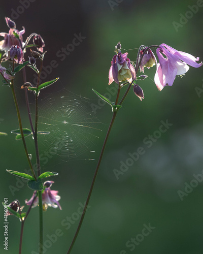 Summer bell flower in the sunset light with a spider web.