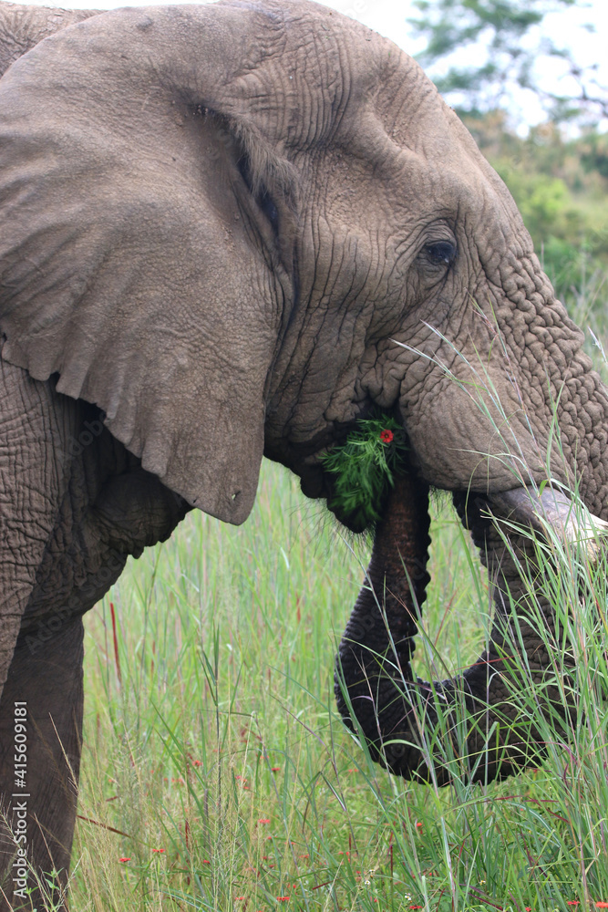 Fototapeta premium elephants