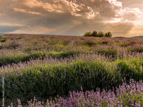 Lavender field landscape on hills of Sale San Giovanni, Langhe, Cuneo, Italy. sunset sky with orange clouds