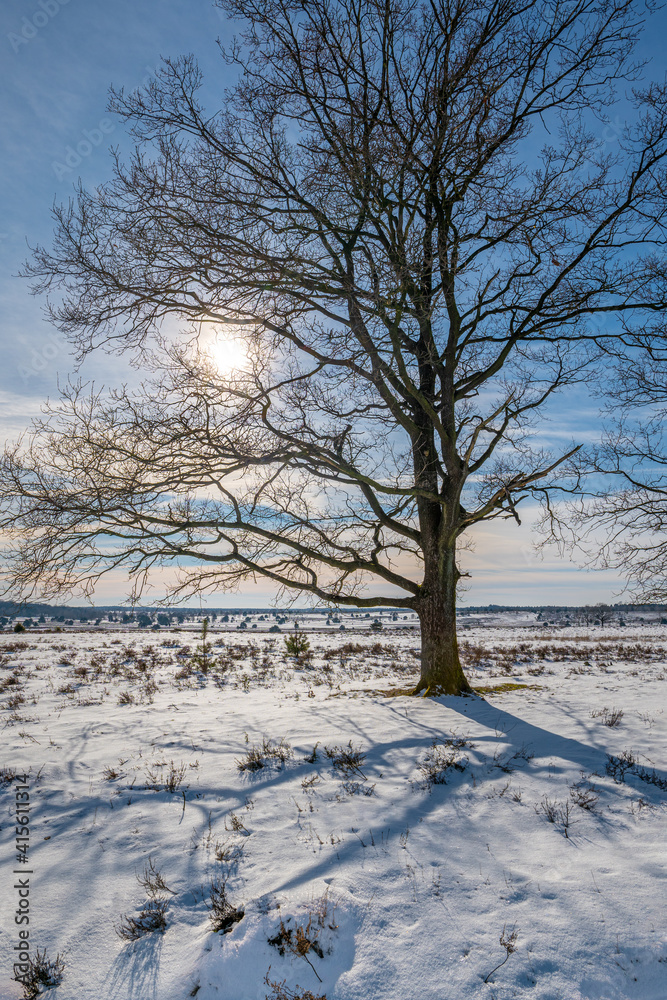 The Lueneburg Heath Nature Park in winter (German: Naturpark Lüneburger Heide) in Lower Saxony, Germany.
The Lueneburg Heath Nature Park in winter (German: Naturpark Lüneburger Heide) in Lower Saxony, Germany.