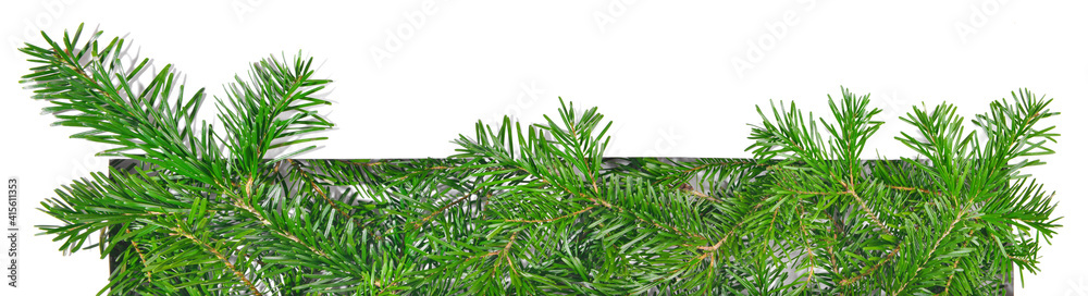 Christmas Fir Branches through white Paper isolated on white Background Christmas Fir Branches through white Paper isolated on white Background