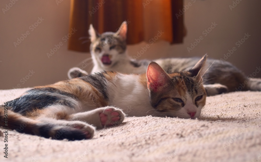 Two tabby, mixed breed cats relaxing on a bed. Two tabby, mixed breed cats relaxing on a bed.