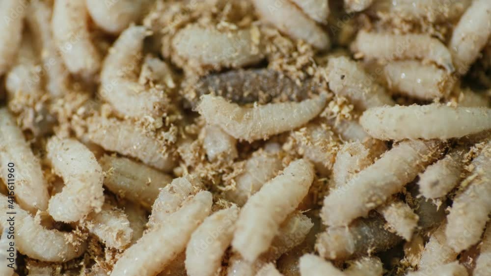 A lot of disgusting maggots crawling on top of each other