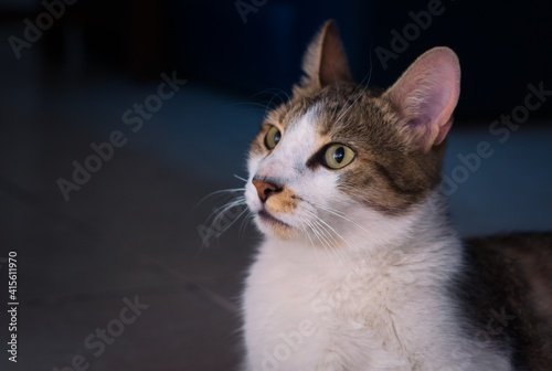 Gorgeous tabby, mixed breed young cat. Close up, studio portrait.