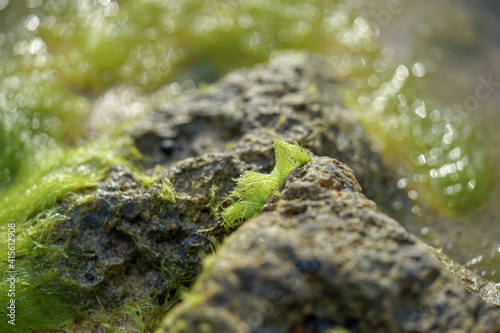 green moss on stone