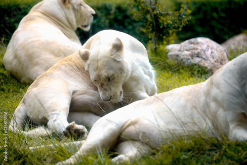 Female White Lion lying down on grass in zoo. Very shallow focus point at lion face