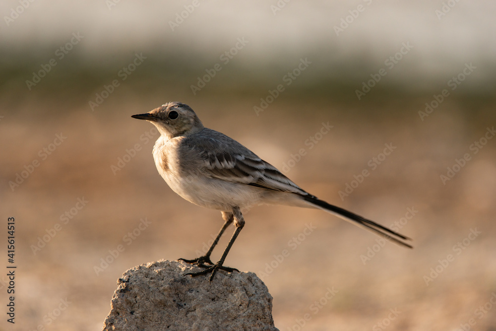 White wagtail sitting on a rock. Motacilla alba White wagtail sitting on a rock. Motacilla alba