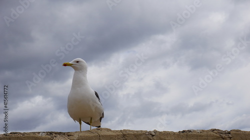 Gaviota