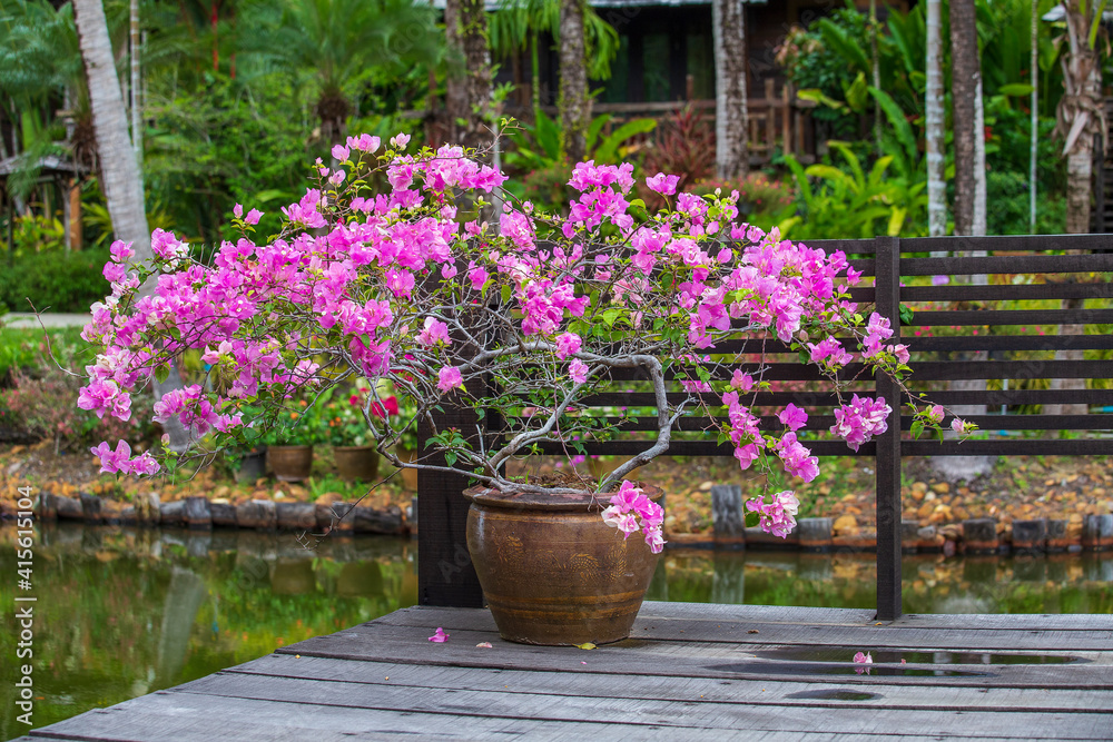 Branches of a blooming pink flower tree in a clay vase standing on a wooden terrace in tropical garden near pond, Thailand