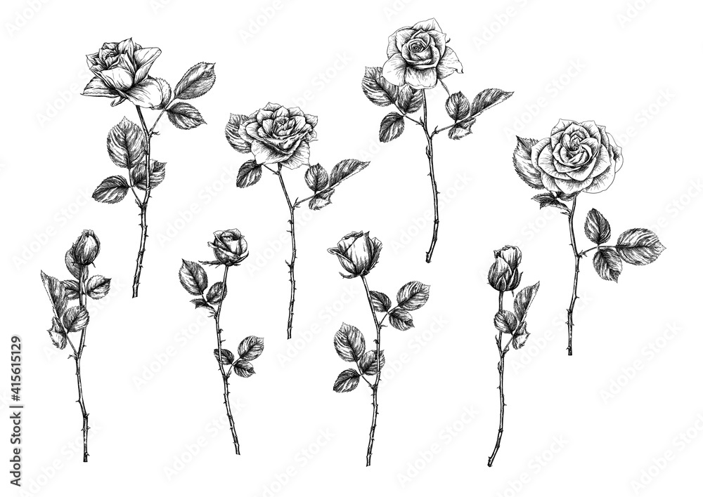 Roses flowers Clip art, set of elements for design Outline hand drawing