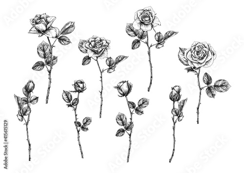 Roses flowers Clip art, set of elements for design Outline hand drawing vector illustration. Graphic drawing, engraving style. Vector illustration. Isolated on white background..
