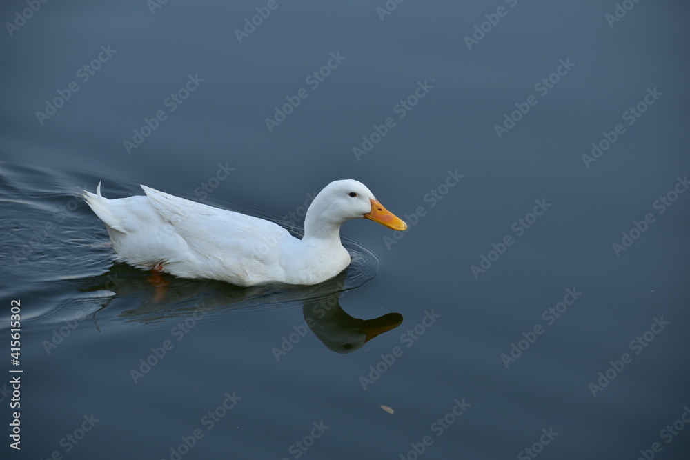 Fototapeta premium White Duck swimming in a water park