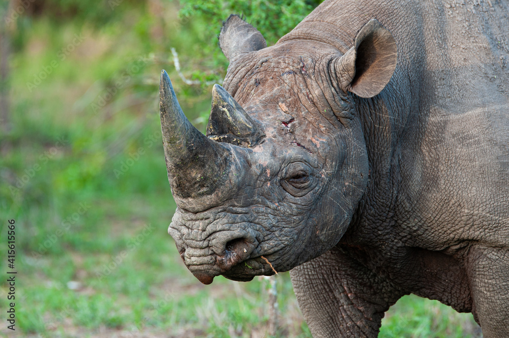 A Black Rhino seen on a safari in South Africa A Black Rhino seen on a safari in South Africa