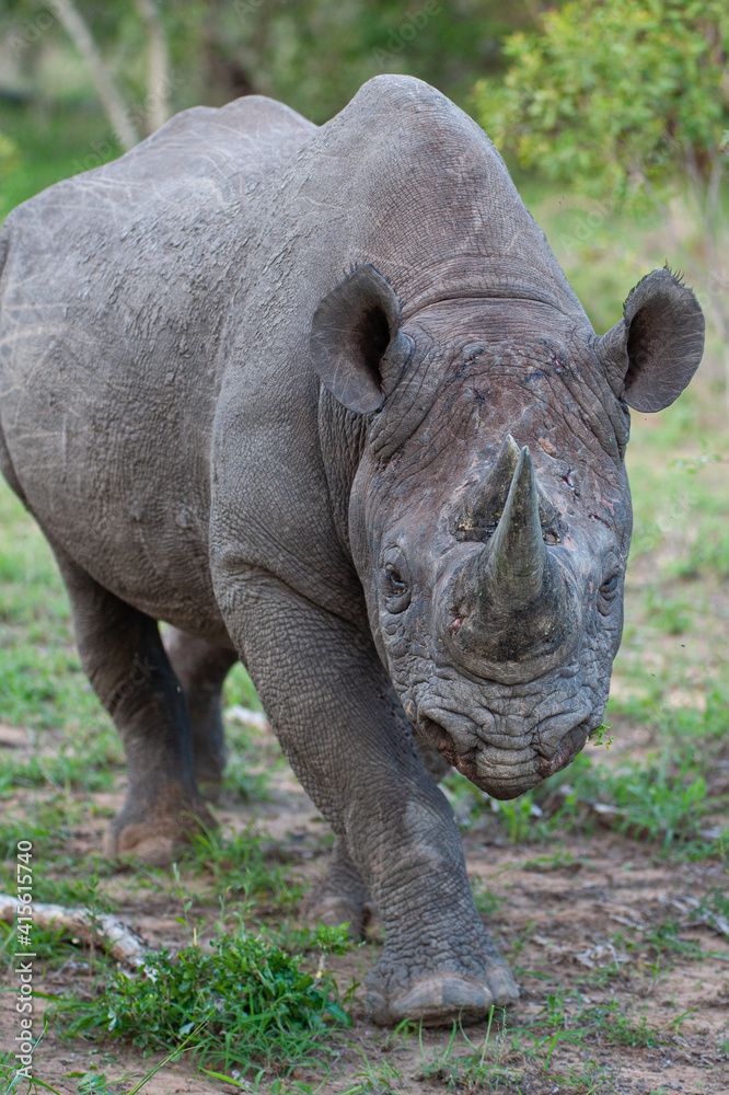 A Black Rhino seen on a safari in South Africa A Black Rhino seen on a safari in South Africa