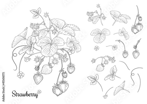 Strawberry branch with red berries. Clip art, set of elements for design Outline vector illustration. Isolated on white background.