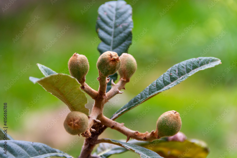 Freshly sprouted loquats on the tree. 5 immature loquats just sprouted on a loquat tree.