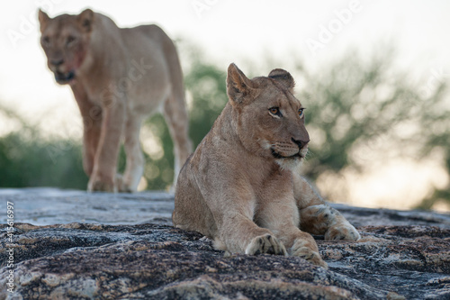 2 Young lions seen on a safari in South Africa