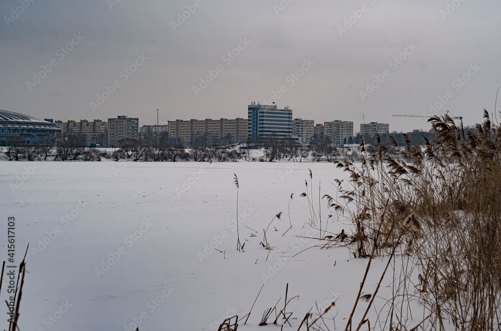 reeds in winter reeds in winter