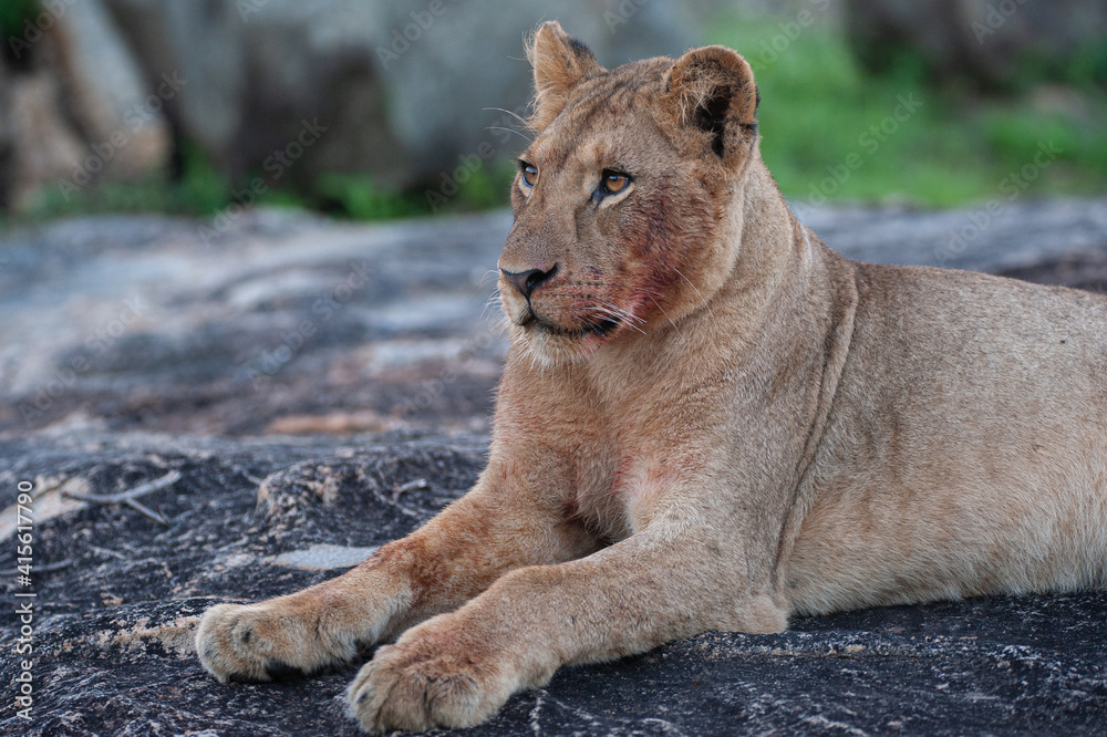 Obraz premium A young female Lion seen on a rock shelf on a safari in South Africa
