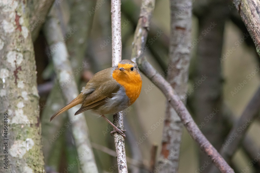 Fototapeta premium Robin