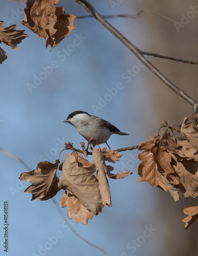 Marsh tit sitting on tree with brown leaves and blue background © madame_fayn