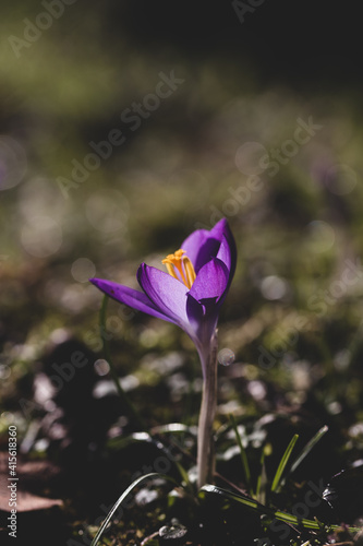 Crocus blossom with white bokeh in the green background