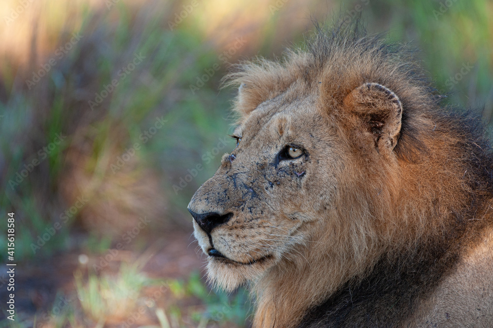 Portrait of a large male lion seen on safari in South Africa