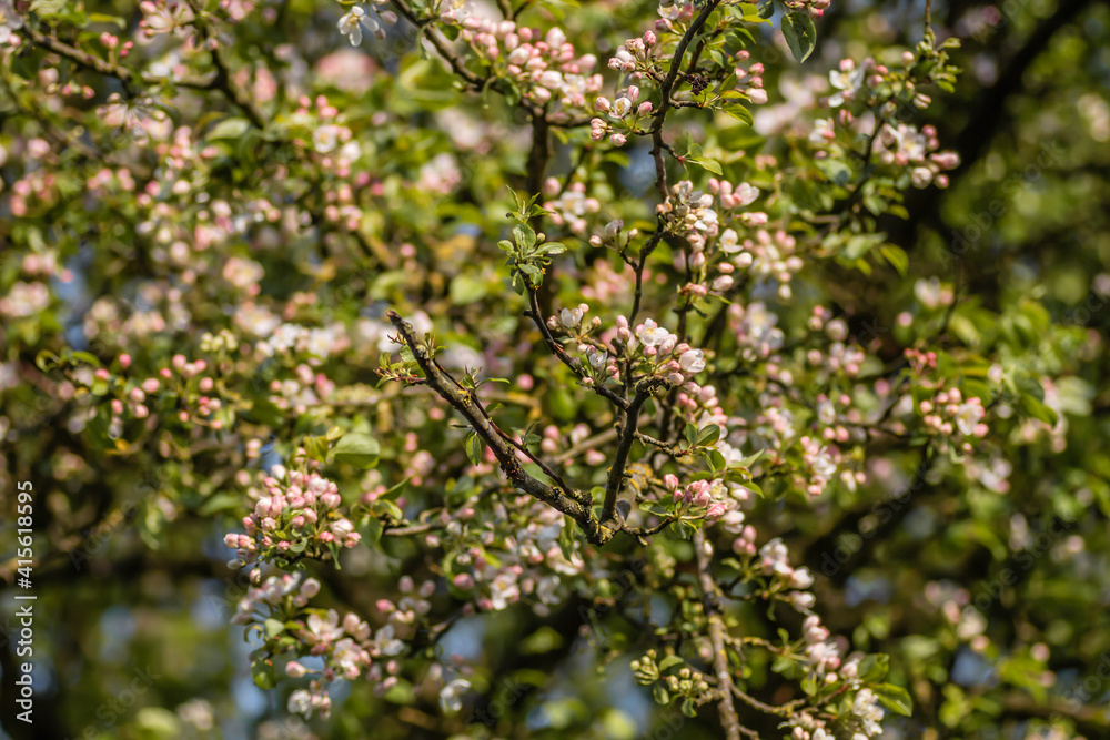 Apple tree blossoming Apple tree blossoming