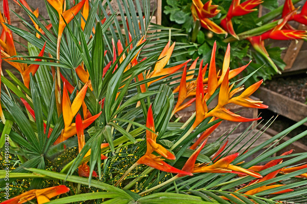 Fototapeta premium A display of colourful Heliconia Exotica