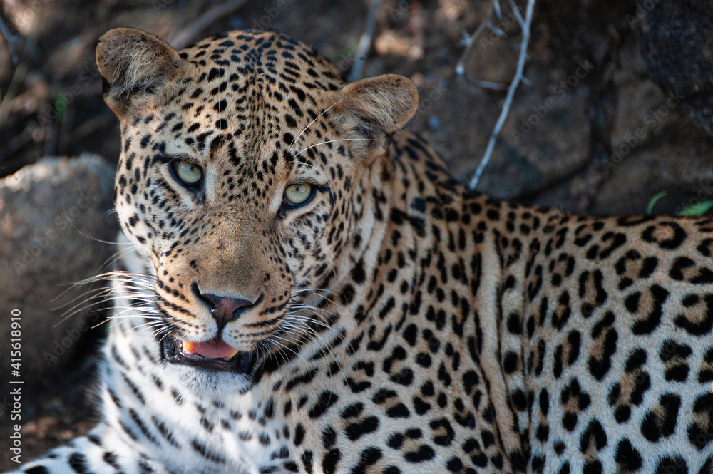 A young Leopard seen on a safari in South Africa A young Leopard seen on a safari in South Africa