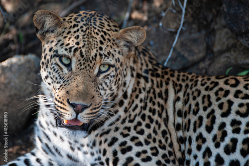 A young Leopard seen on a safari in South Africa © rudihulshof