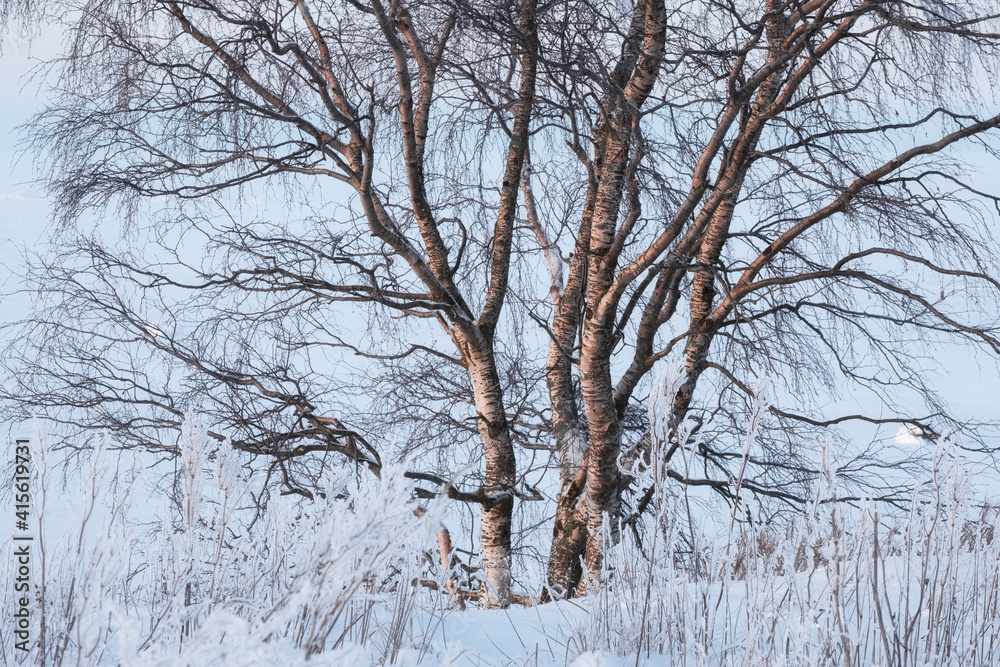 The trunk of a red Karelian birch in winter in Karelia among the snow