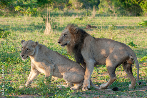 A mating pair of African Lions seen on a safari in South Africa