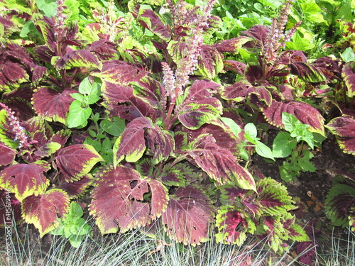 ivy leaves on a wall