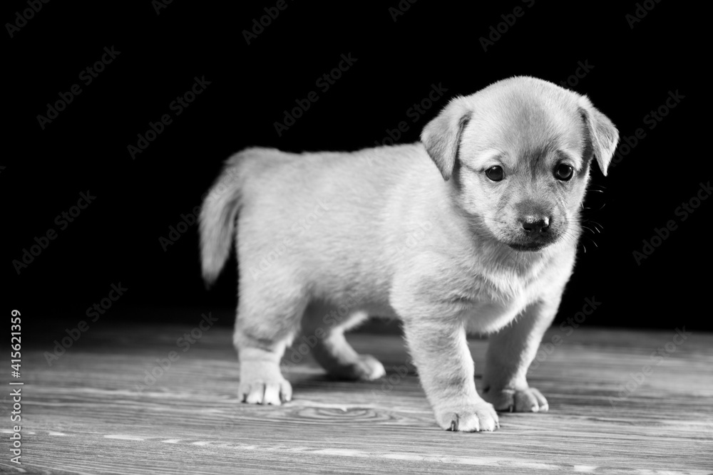 Cute puppy on a wooden table. Studio photo on a black background.