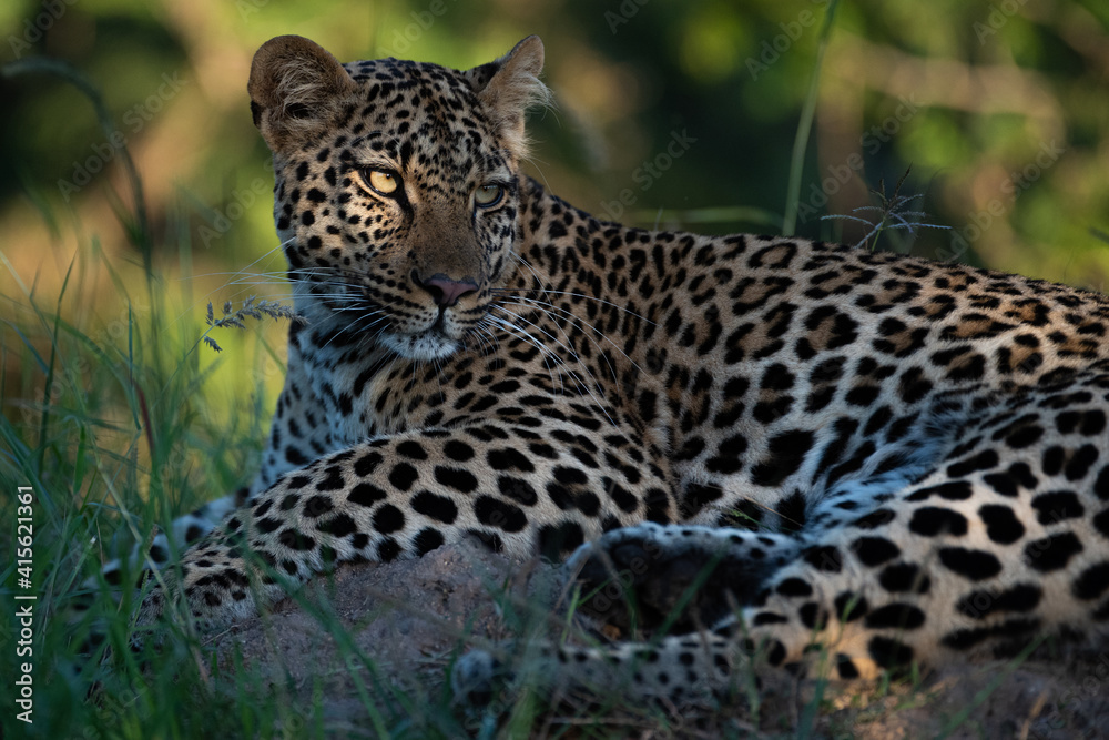 Fototapeta premium A beautiful young female Leopard seen on a safari in South Africa