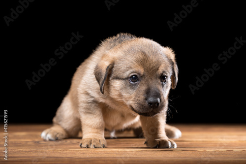 Cute puppy on a wooden table. Studio photo on a black background.