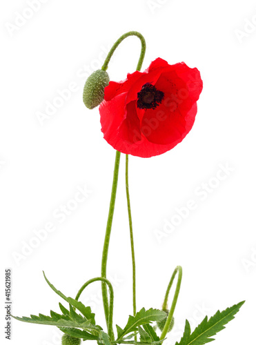 Fototapeta Naklejka Na Ścianę i Meble -  One red poppy flower on a stalk.