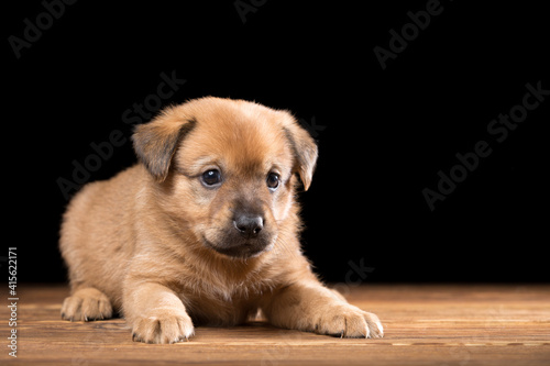Cute puppy on a wooden table. Studio photo on a black background.