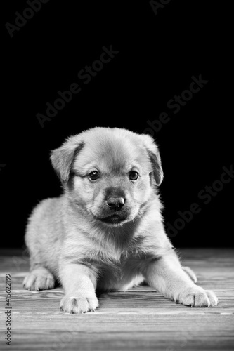 Cute puppy on a wooden table. Studio photo on a black background.