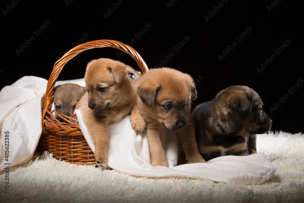 Group of puppies in a wicker basket on a white blanket. Studio photo on a black background. Group of puppies in a wicker basket on a white blanket. Studio photo on a black background.