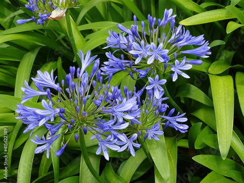 AGAPANTHUS AFRICANUS. AGAPANTO. BLUE AFRICAN LILY. FLOWERS AND LEAVES. photo