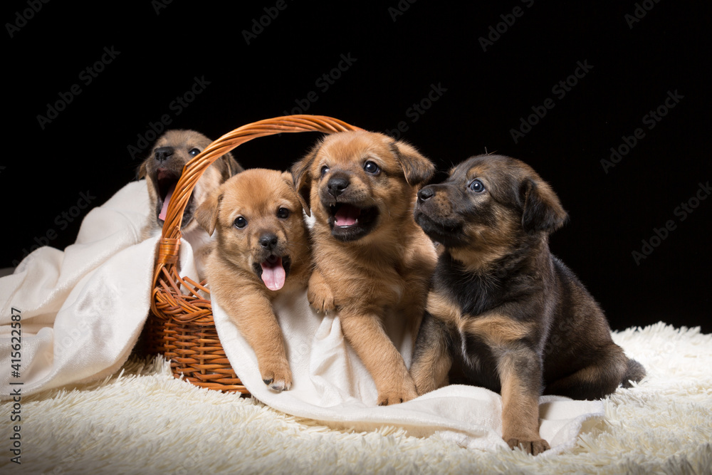 Group of puppies in a wicker basket on a white blanket. Studio photo on a black background.