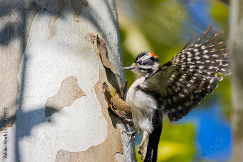 Fotografie Downy Woodpecker on Tree