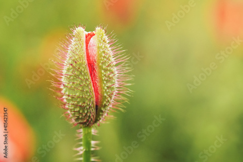 Wild red poppy flower half opened bud  closeup details  more blurred flowers in green field background